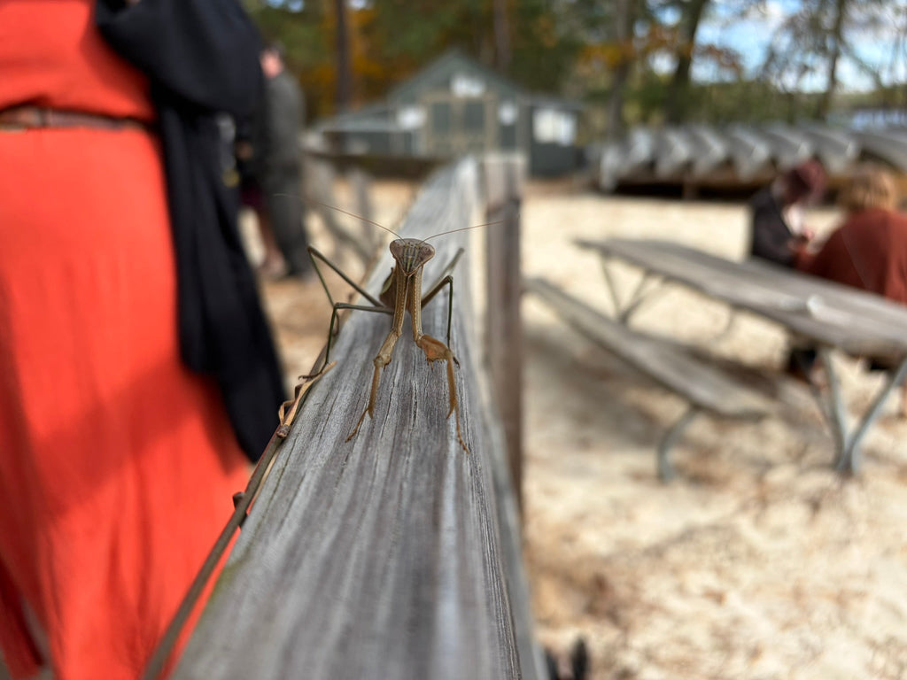 Pasolini, good websites, old Nepal pics, a grasshopper